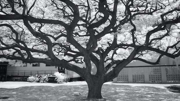 Baum Äste verzweigt Hintergrund Haus schwarz weiß