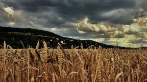 Getreidefeld dunkle Wolken am Himmel Bergkette